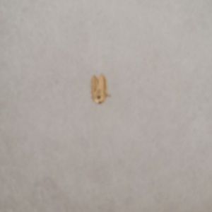 14k gold cicada threadless end body gems